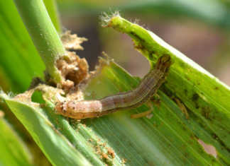 High presence of fall armyworm moths in the Western Cape