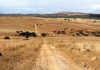 Beefing up cattle using the continuous grazing system Grazing camps
