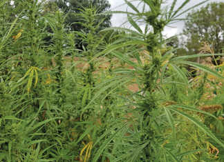 SA’s cannabis legislation and horses