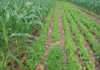 Get intercropping right to achieve the highest yield Get intercropping right to achieve the highest yield