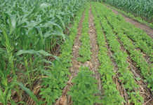 Get intercropping right to achieve the highest yield Get intercropping right to achieve the highest yield