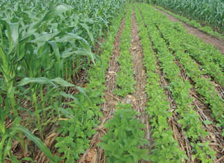Get intercropping right to achieve the highest yield