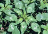 Emergency eradication plan for Palmer amaranth weed Emergency eradication plan for Palmer amaranth weed