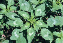 Emergency eradication plan for Palmer amaranth weed