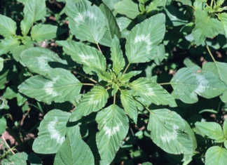 Emergency eradication plan for Palmer amaranth weed