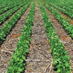 Residues from harvested crops