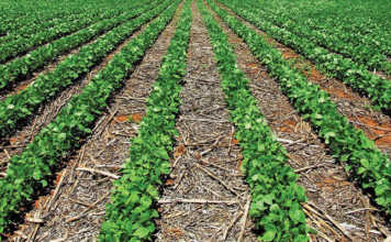 Residues from harvested crops