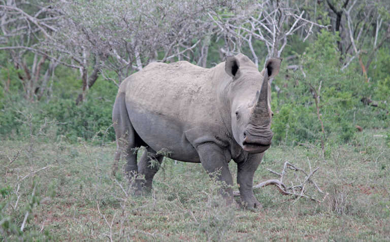 Hong Kong customs seizes 83kg of SA rhino horn Hong Kong customs seizes 83kg of SA rhino horn