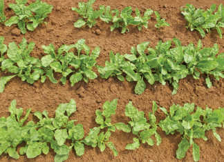 Growing Swiss chard