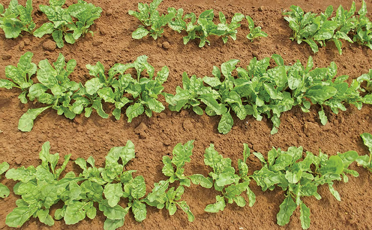 How to grow Swiss chard at home How to grow Swiss chard at home