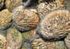 ‘Fighting a losing battle in R859 million illegal abalone trade’