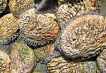 ‘Fighting a losing battle in R859 million illegal abalone trade’