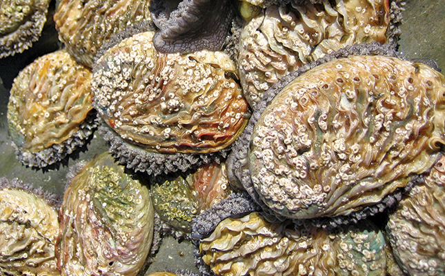 ‘Fighting a losing battle in R859 million illegal abalone trade’ ‘Fighting a losing battle in R859 million illegal abalone trade’