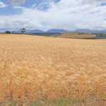 Southern Cape wheat farmer shares his strategy for managing budgets and cash flow