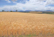 Southern Cape wheat farmer shares his strategy for managing budgets and cash flow