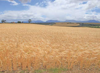Southern Cape wheat farmer shares his strategy for managing budgets and cash flow