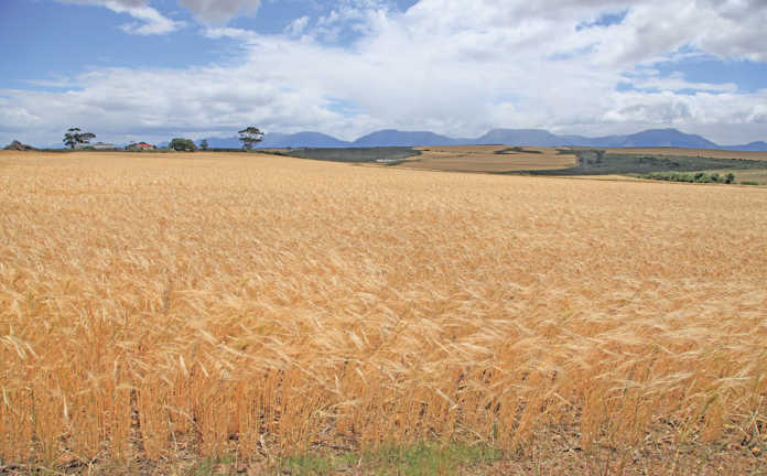 Southern Cape wheat farmer shares his strategy for managing budgets and cash flow