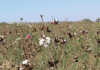 Small-scale cotton farming can create prosperity Small-scale cotton farming