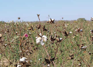 Small-scale cotton farming