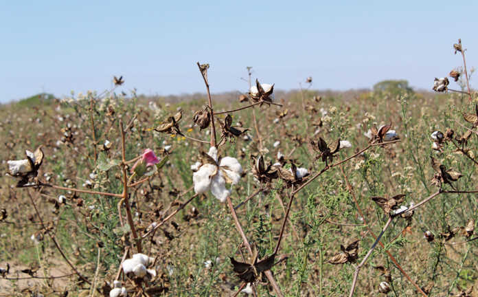Small-scale cotton farming