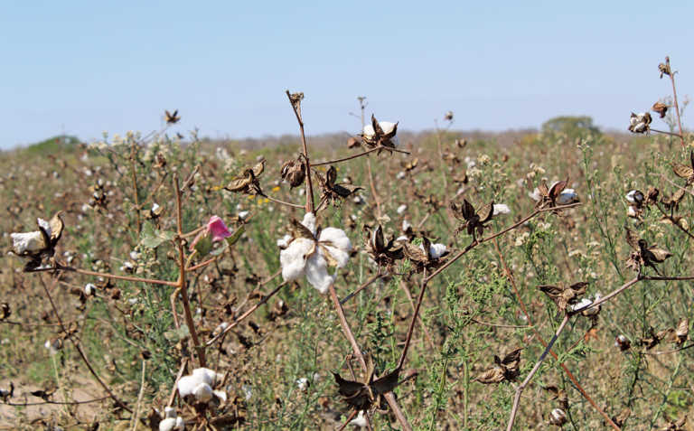 Small-scale cotton farming can create prosperity Small-scale cotton farming can create prosperity