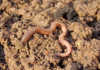 Keep earthworms to improve soil quality Keep earthworms to improve soil quality