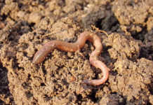 Keep earthworms to improve soil quality Keep earthworms to improve soil quality