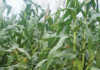 Paving the way for GM crop production in Africa