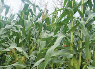 Paving the way for GM crop production in Africa Paving the way for GM crop production in Africa