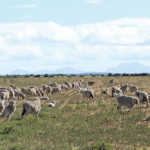 Merino sheep