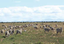 Merino sheep