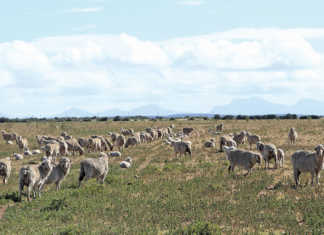 Merino sheep