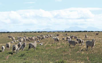 Merino sheep