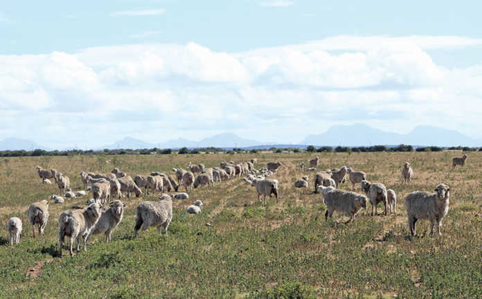 Merino sheep
