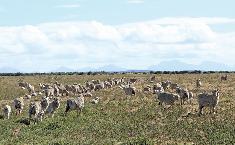 Merino sheep