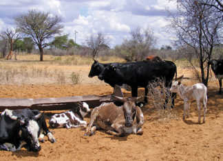 Grass-fed beef: the trend that favours communal farmers