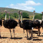 Ostriches