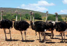 Ostriches