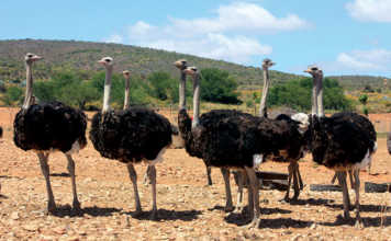 Ostriches