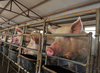 200 million pigs could die in China due to swine fever 200 million pigs could die in China due to swine fever