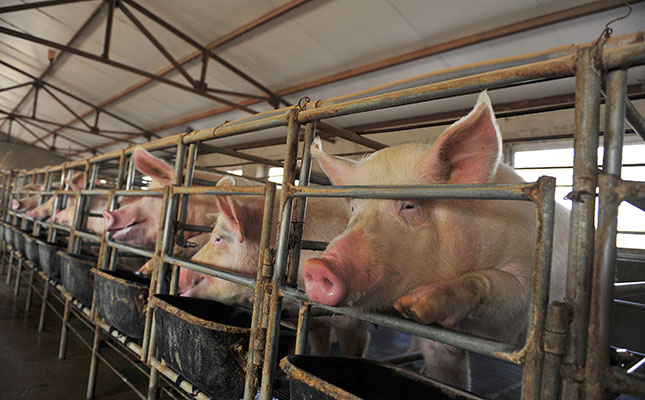 200 million pigs could die in China due to swine fever 200 million pigs could die in China due to swine fever