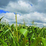 Recent rainfall expected to aid summer grain production