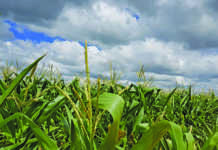 Recent rainfall expected to aid summer grain production Recent rainfall expected to aid summer grain production
