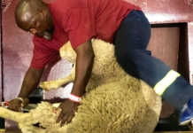 Upset in SA national sheep shearing championship