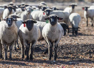 Sheep in a pasture