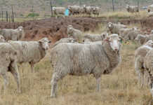 Treating internal parasites in sheep