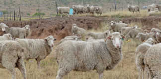 Treating internal parasites in sheep