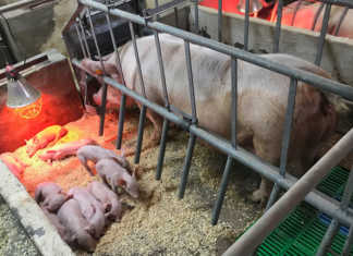 pig farming