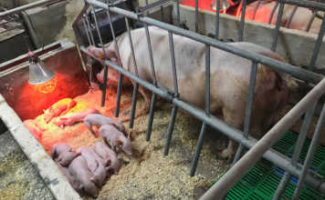 pig farming