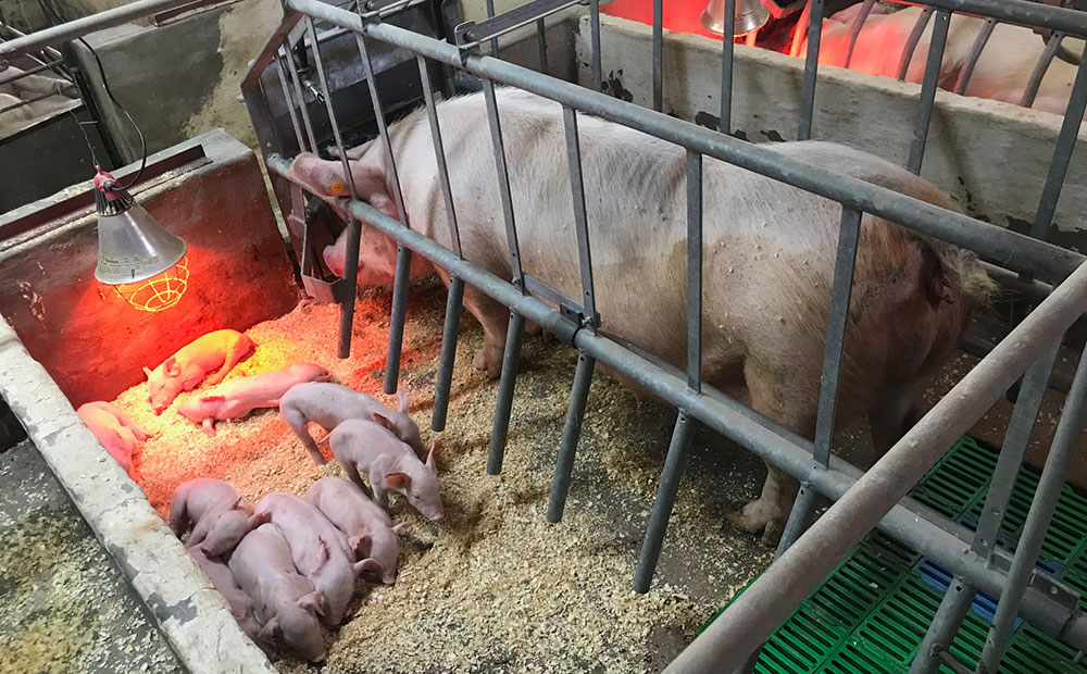 pig farming